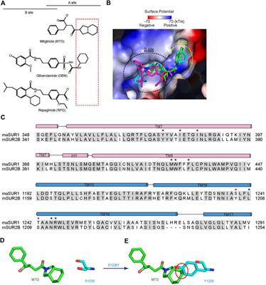 Structural Insights Into the High Selectivity of the Anti-Diabetic Drug Mitiglinide